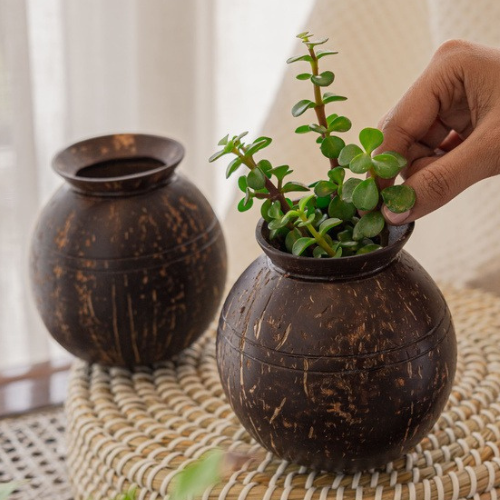 Coconut Shell Pot Shape Planter